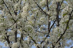 Tree White Buds Blossoms