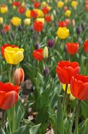 Yellow Red Purple tulips flowers