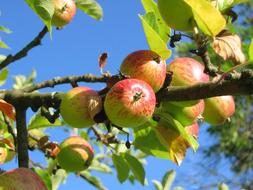 Apple Tree Orchard