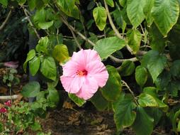 Close-up of the beautiful, blooming, pink and red flower with green leaves in sunshine, in spring
