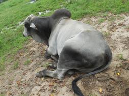 Zebu Male