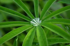 Drop Grass Rain