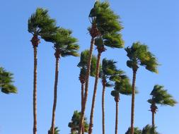 Windy Palm Trees
