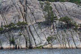 pine trees on granite mountain in sierra nevada