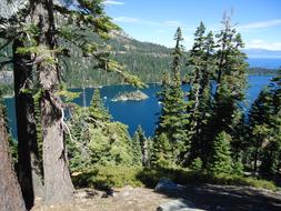 lake in a dense forest