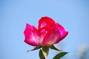 Rose Flower Bloom blue sky