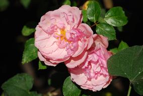 Close-up of the beautiful, blossoming, pink and yellow, gradient roses, with the green leaves