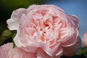 pink fluffy Rose Flower close up