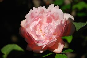 Rose Pink Flower green leaves