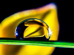 Drop Of Water orhid macro