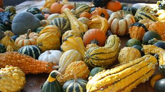 Organic Pumpkins harvest