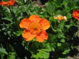 Close-up of the beautiful, blooming, orange and red flowers in the garden, in summer