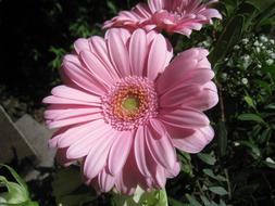 Pink Gerbia Flowers