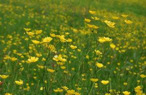 Buttercup Ranunculus Meadow