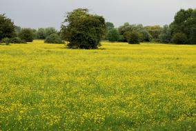 Buttercup Ranunculus Meadow