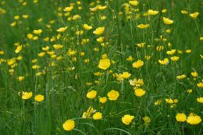 Yellow Buttercup Ranunculus Meadow