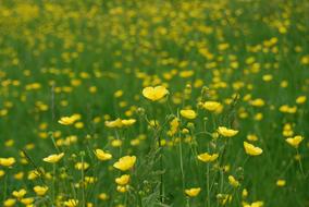 Buttercup Ranunculus Meadow