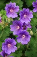 Geranium violet Flowers