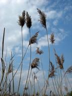 High Dry Grass Sky