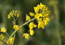 Brassica Napus close-up on blurred background