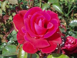 Red Rose Flower garden