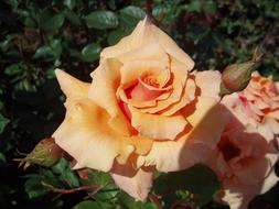 pale orange roses on a bush close-up on a blurred background