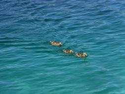 Ducks Water