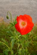 Poppy, red flower and buds at blur background