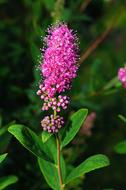 flower with an oblong pink inflorescence close-up on a blurred background