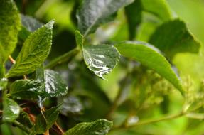 Leaf Water Drip