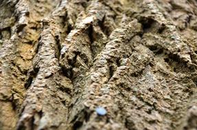 Bark Tree Log