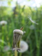 dandelion without seeds on a blurred background