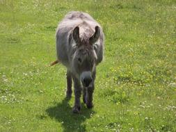 Donkey Pasture Mule