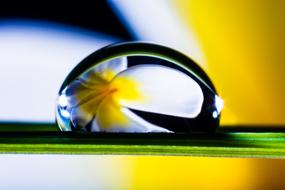 Drop Of Water orhid flower