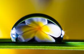 Drop Of Water on Blade Grass