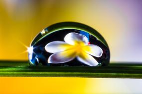 Drop Of Water flower