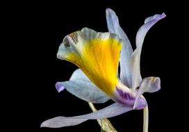 Wild Orchid Flower beauty