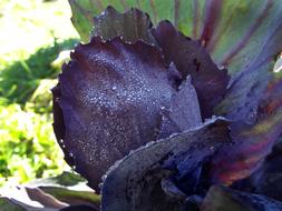 Red Cabbage Close Up