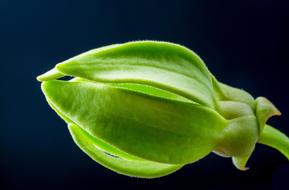 green Blossom at black background