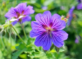 Blue Geranium Cranesbill green garden