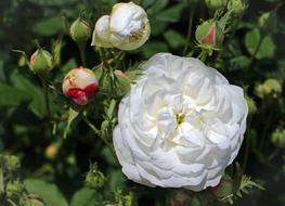 bush with white roses close up