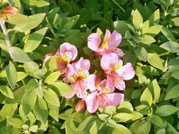 Alstroemeria Pink Flower Summer