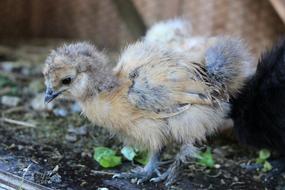 Fluffy Chicken Agriculture