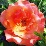 closeup view of pink Rose Blossom Bloom