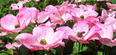 Bush Flowers Pink