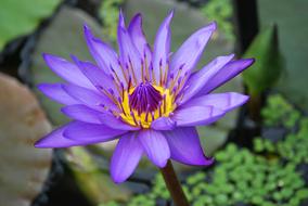 Cloe-up of the beautiful, purple and yellow water lily in the pond with the leaves