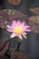 Water Lily Flower on Pond