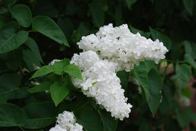 Lilac Blossom Spring white close-up on blurred background