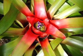 Bromeliad Neoregelia Flower close-up