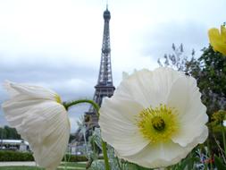 Poppy and Paris Eiffel